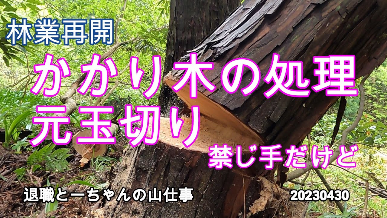 掛り木 禁じ手の「元玉切り」で倒す　危険を理解したうえで