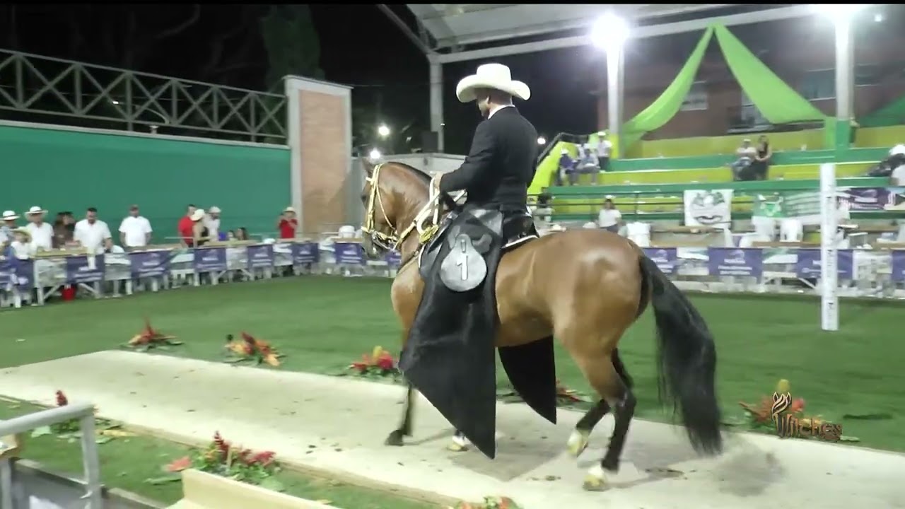 MARAVILLOSA DE MACONDO, GRAN CAMPEONA TROCHA COLOMBIANA FESTIVAL EQUINO PIPINTÁ LA PINTADA  2026