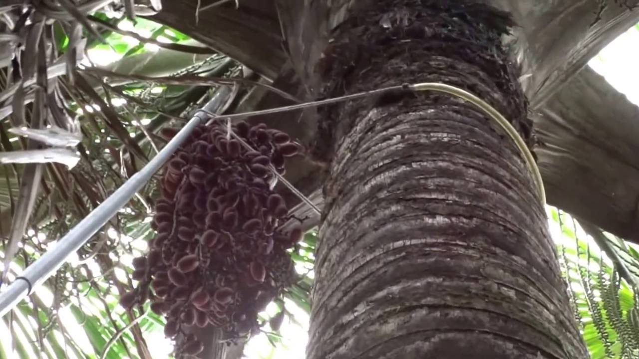 BURITI - Coletas dos cachos usando ferramenta de colheita