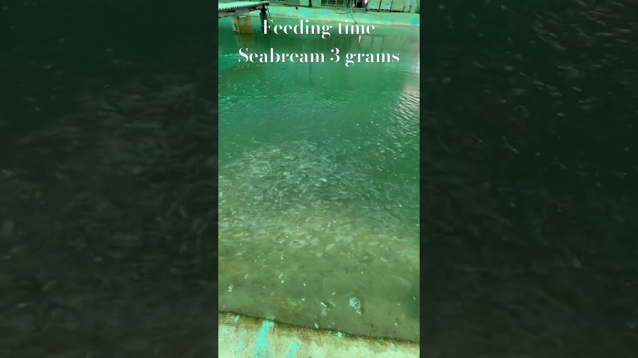 Seabream feeding