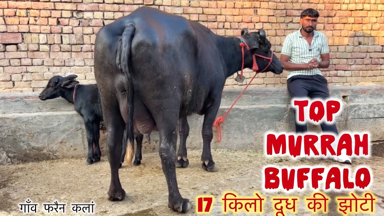 मुरहा भैंस सुन्दर और दुधारू ताज़ा बयाई 4 दिन की 12 किलो दूध 17 किलो देवगी Best Buffalo Murrah 