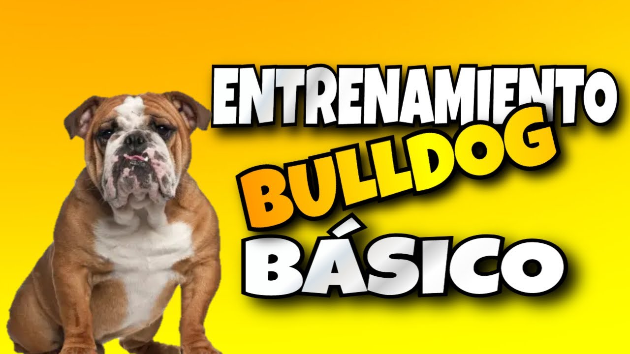 Entrenamiento de un Bulldog Inglés