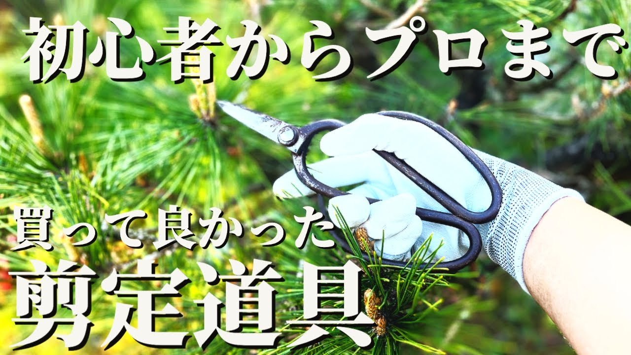 【厳選品質】松の剪定におすすめのハサミ5選！初心者向けから上級者向けまでまとめて紹介！