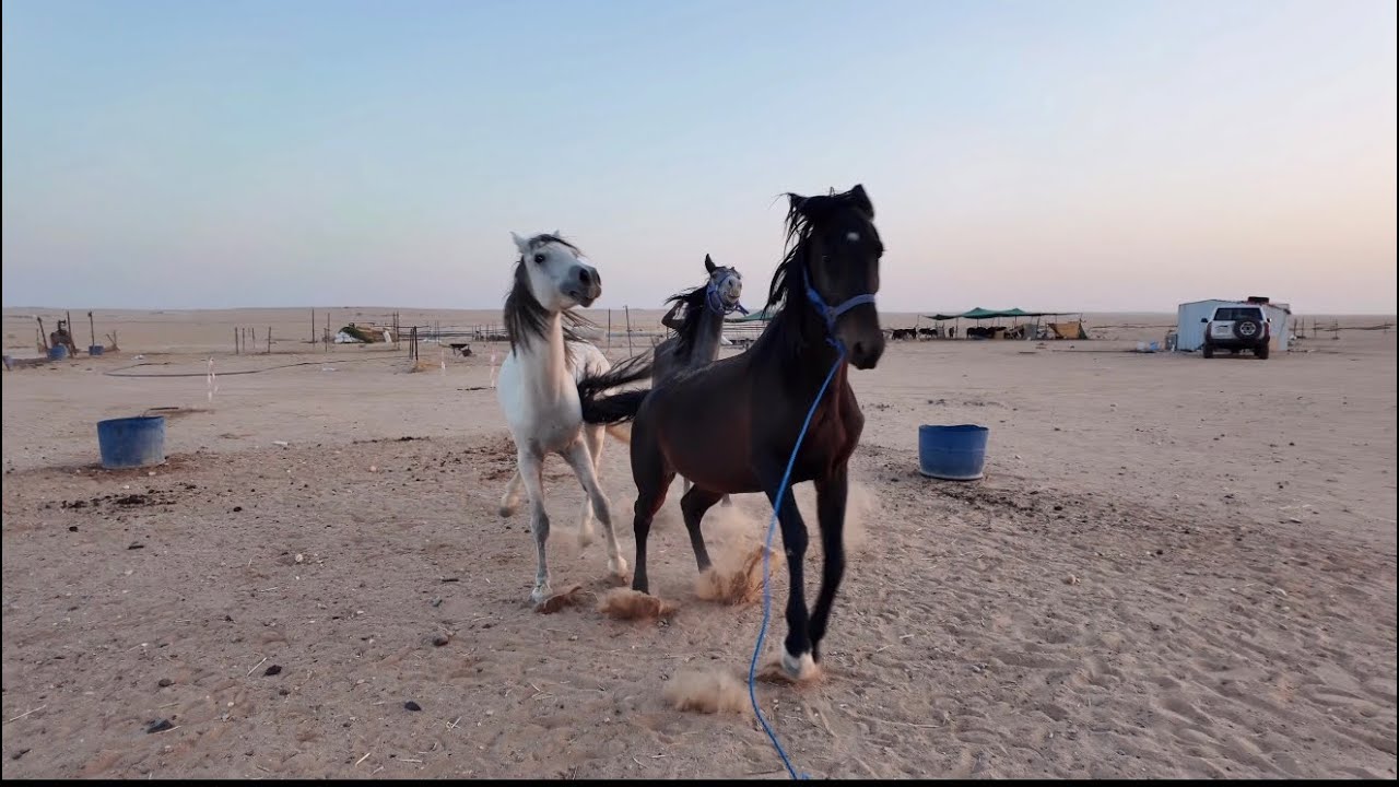 فلوق تدريب الخيل على حياة القطيع ( تجربة ودراسة سلوكها )