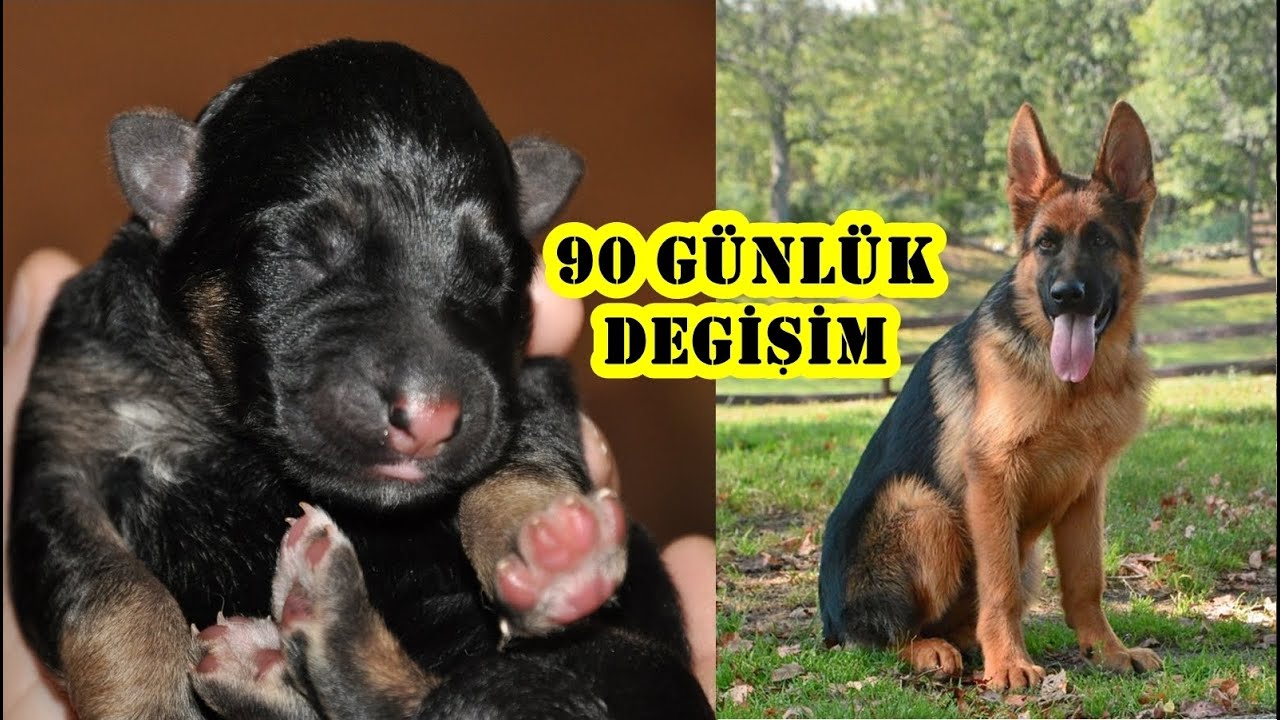 1 GÜNLÜK YAVRU ALMAN KURDUNUN 90 GÜNLÜK GELİŞİMİ