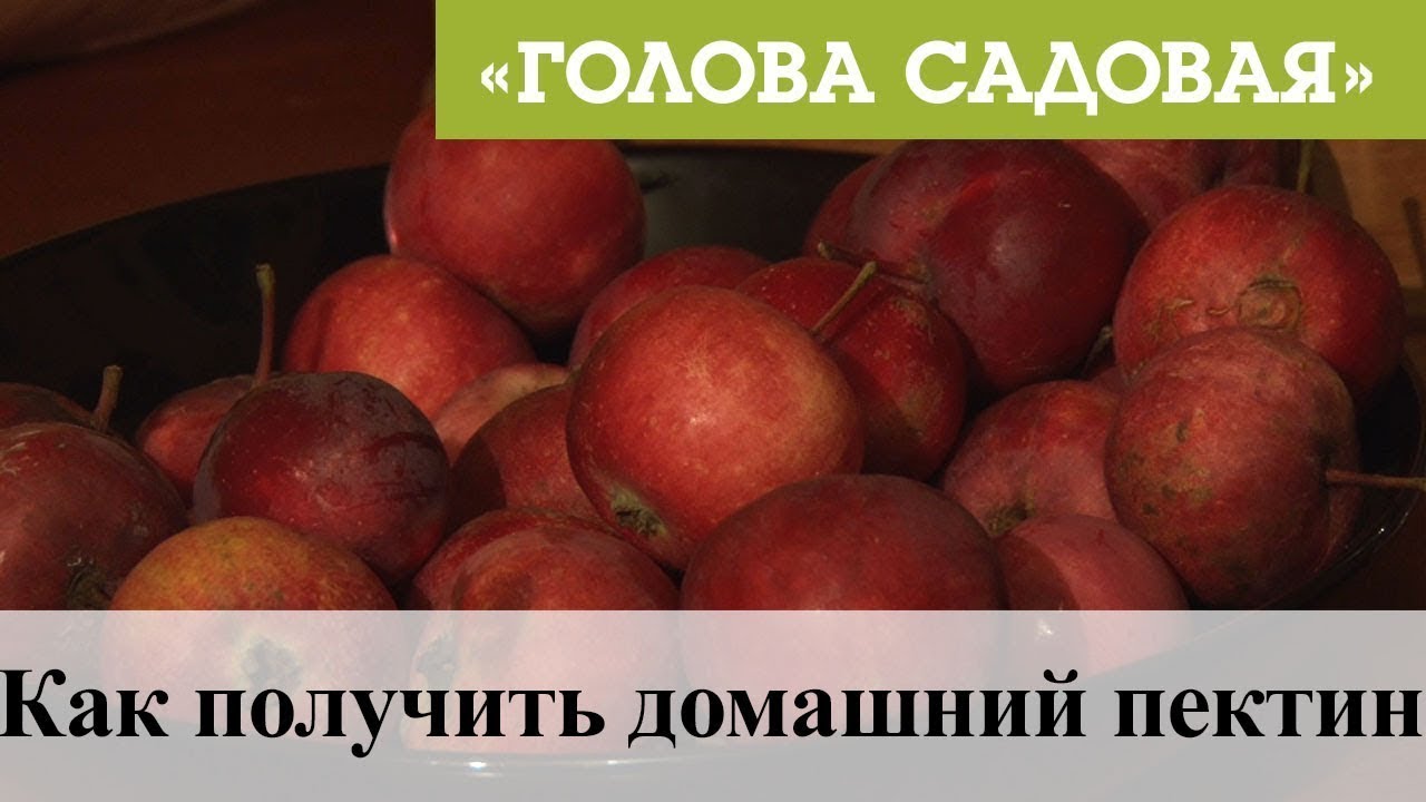 Голова садовая - Как получить домашний пектин
