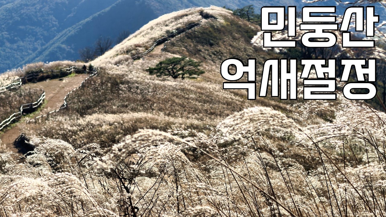 민둥산 억새, 지금 안 가면 100% 후회합니다 | 실시간 억새 상황
