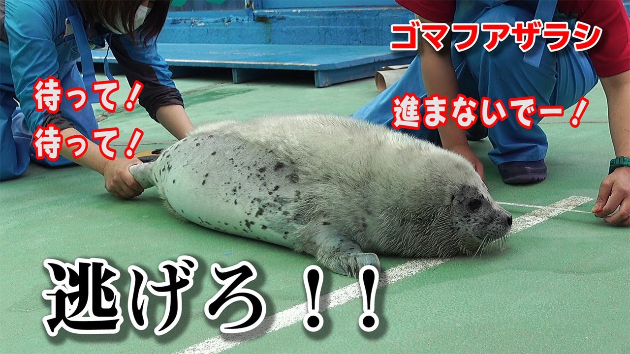 ゴマフアザラシの赤ちゃん、大混乱の身体測定！