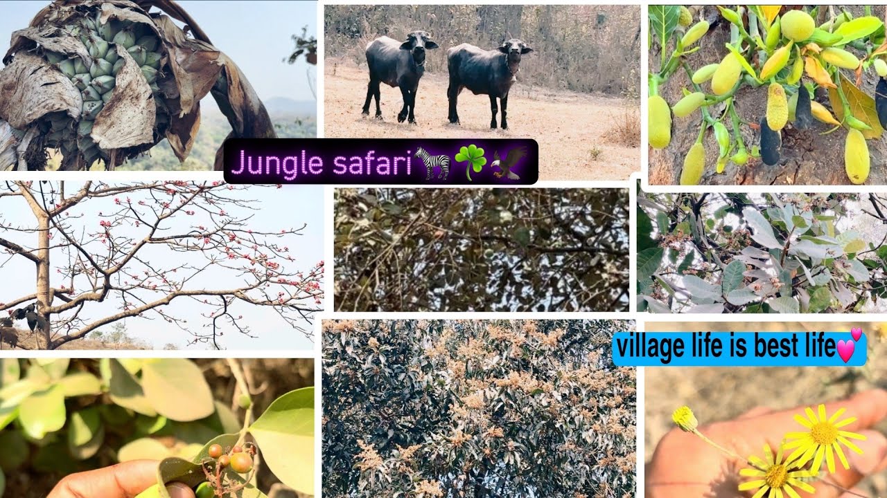 Jungle safari🌿village life is best life💕रानात जाऊन केली भटकंती❤️