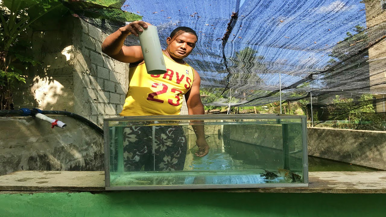 el secreto del tubo para reproducir los peces ángeles