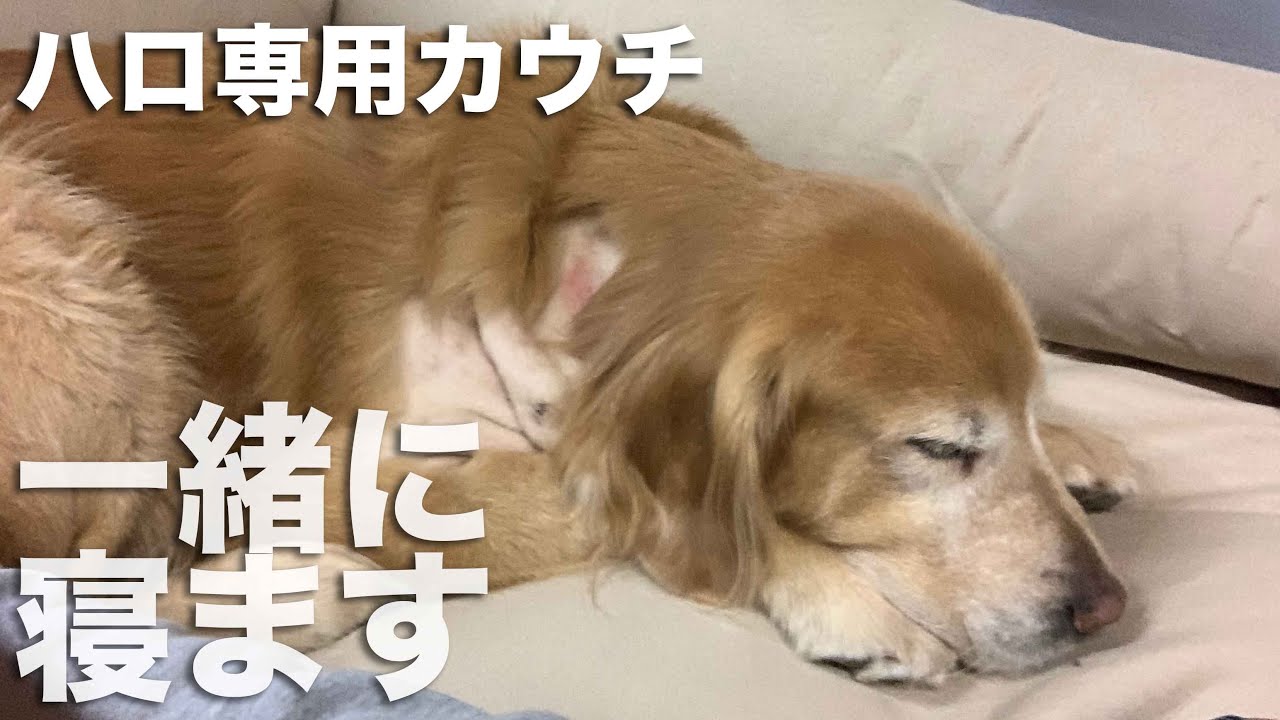 退院祝いに愛犬用のおっきなカウチをプレゼントする L.L Bean プレミアムドッグカウチ