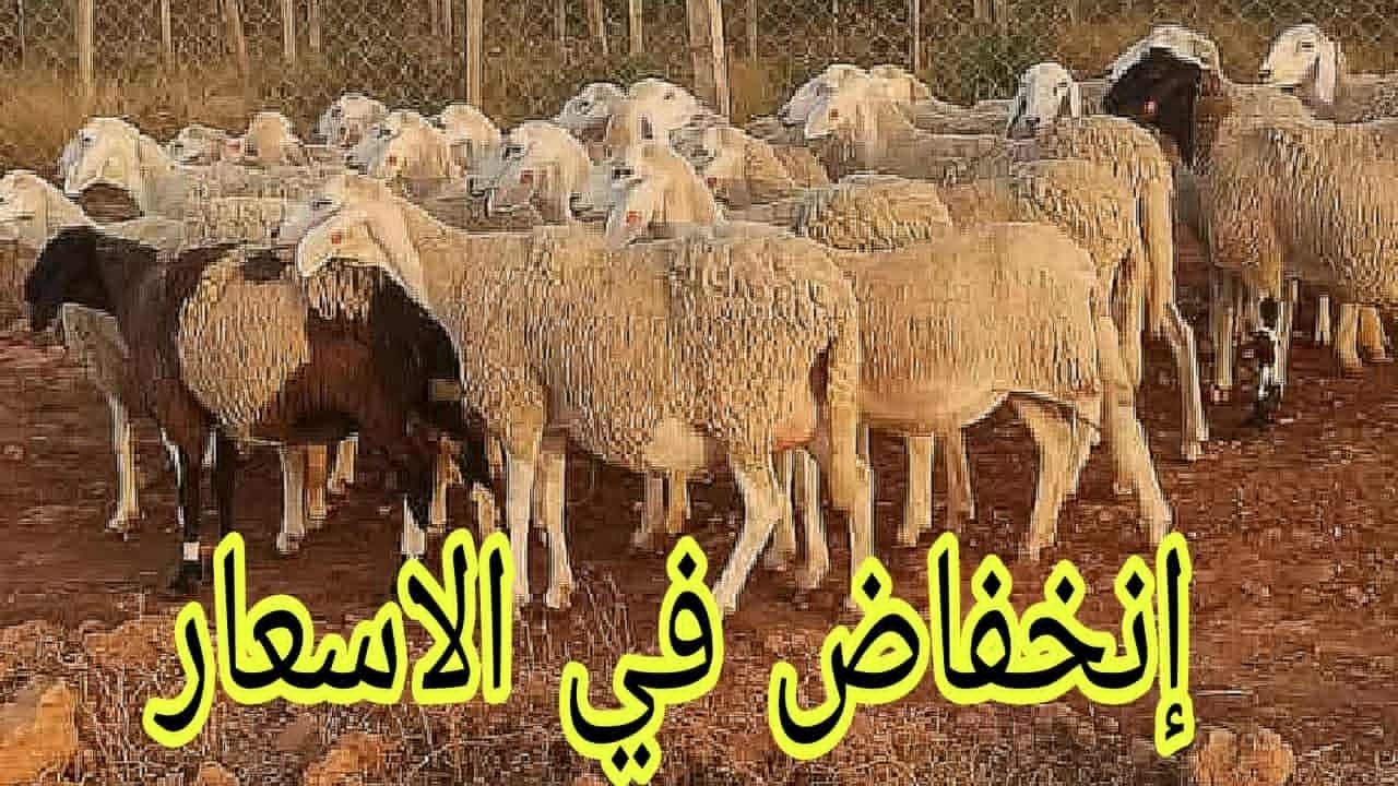اسعار المواشي اليوم بالجزائر/ سوق المواشي حاسي بحبح ولاية الجلفة 23 اكتوبر 2025/ انخفاض في الاسعار