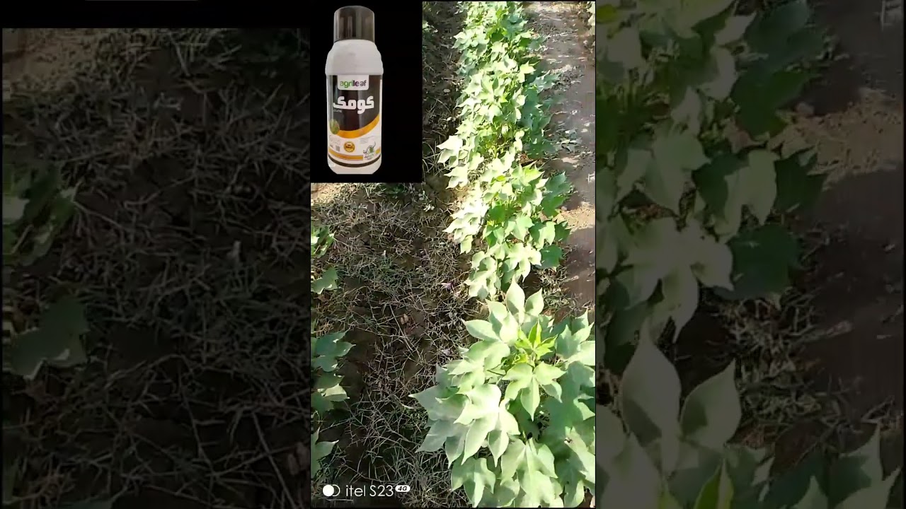 agricultureinformation#agrileaf international#bahawalpur#foryou#youtubeviral#subscribe#chanel