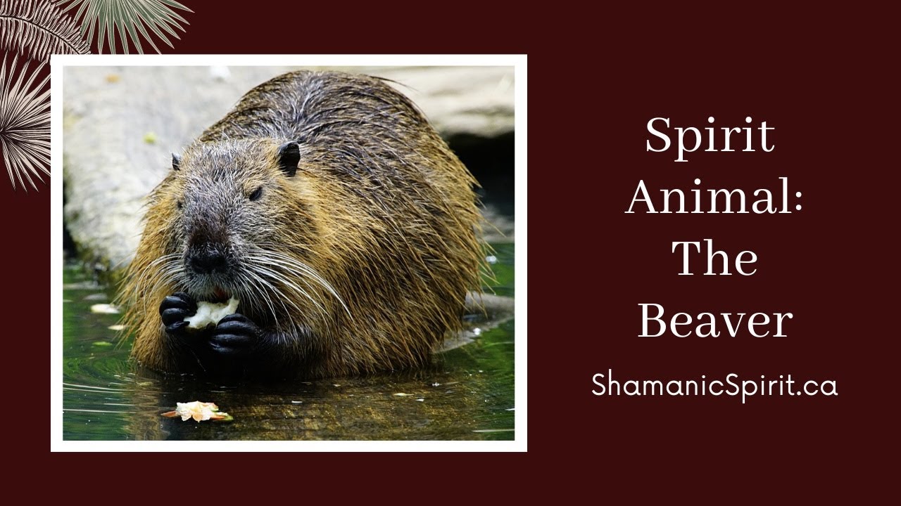 Animal Spirit Guide: The Beaver (Shamanic Power Animal). Beaver Symbolism