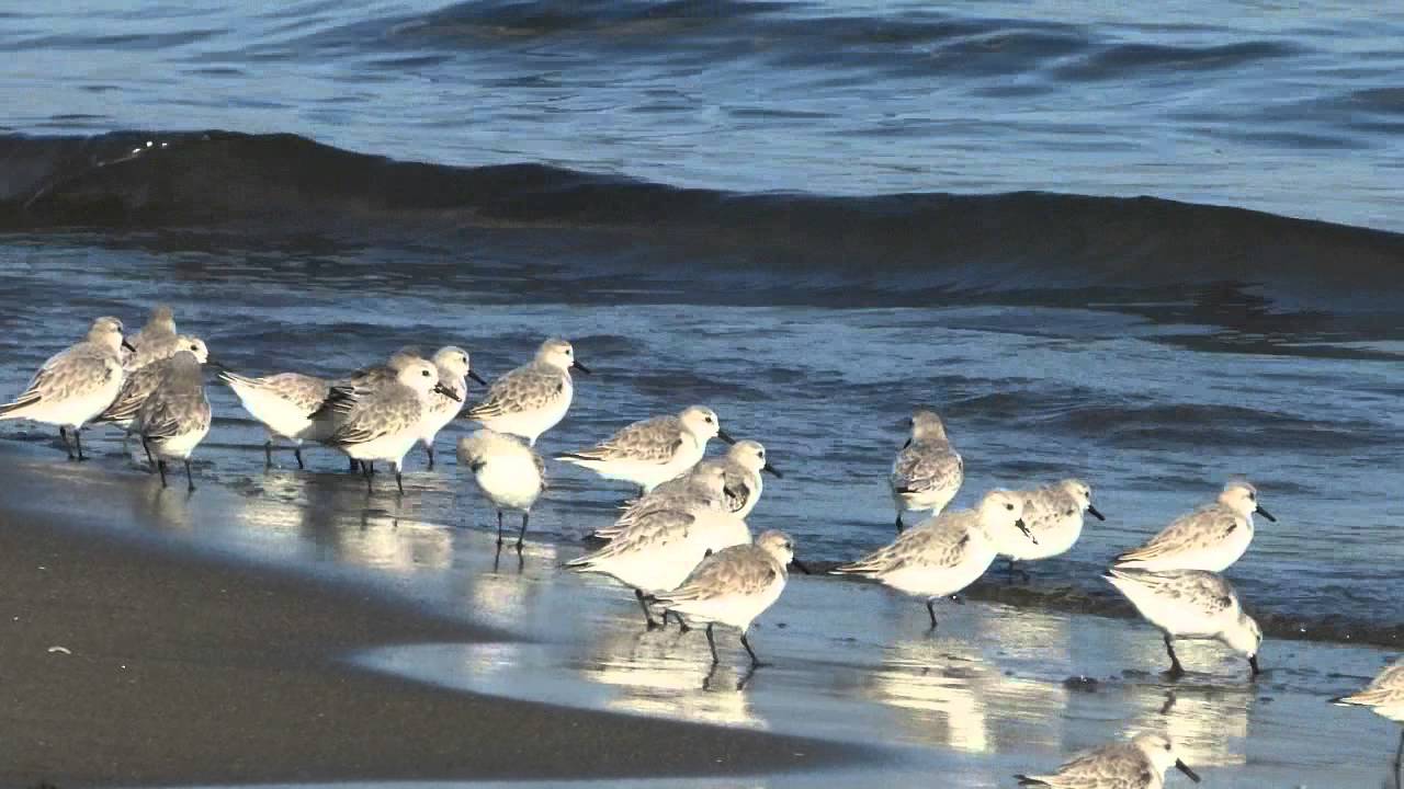 三浦海岸のミユビシギ