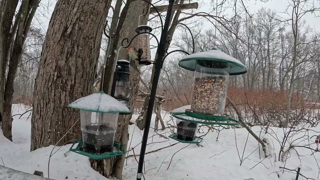 Blue Jays conquer the bird feeders. DONT SHOW YOUR CATS