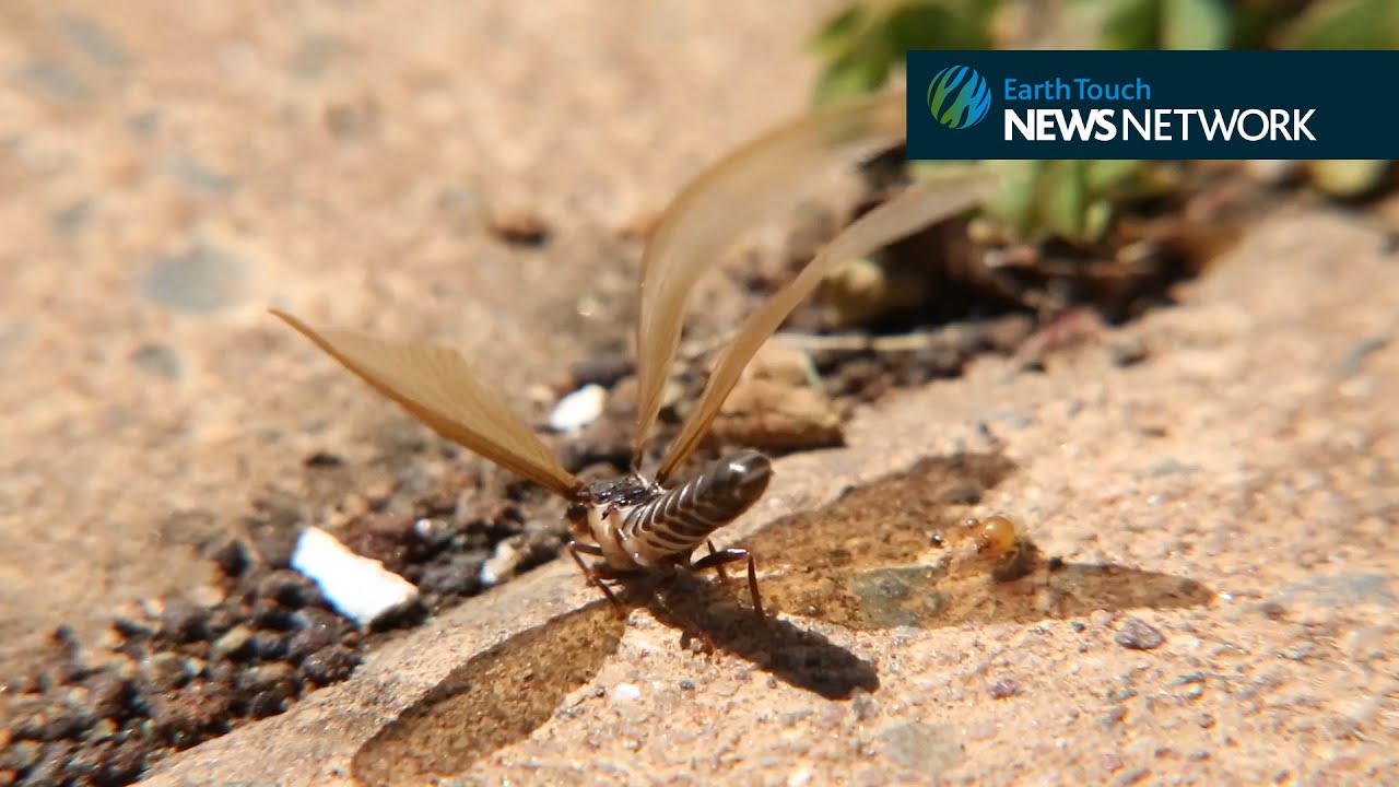 Winged termites swarm from underground nest