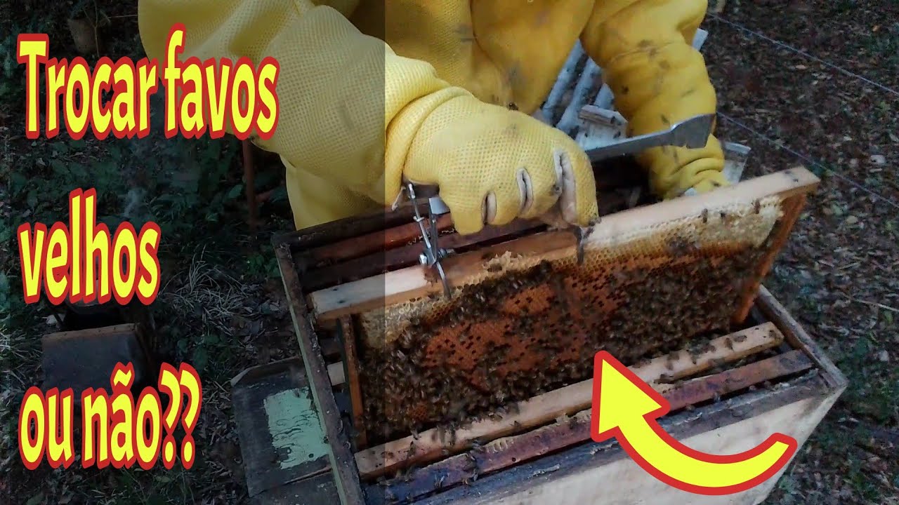Trocar os favos velhos ou não?
