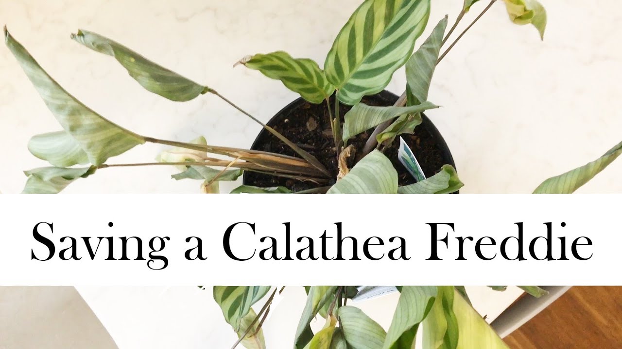 Meet my new: Calathea Freddie (Can I save it!?)