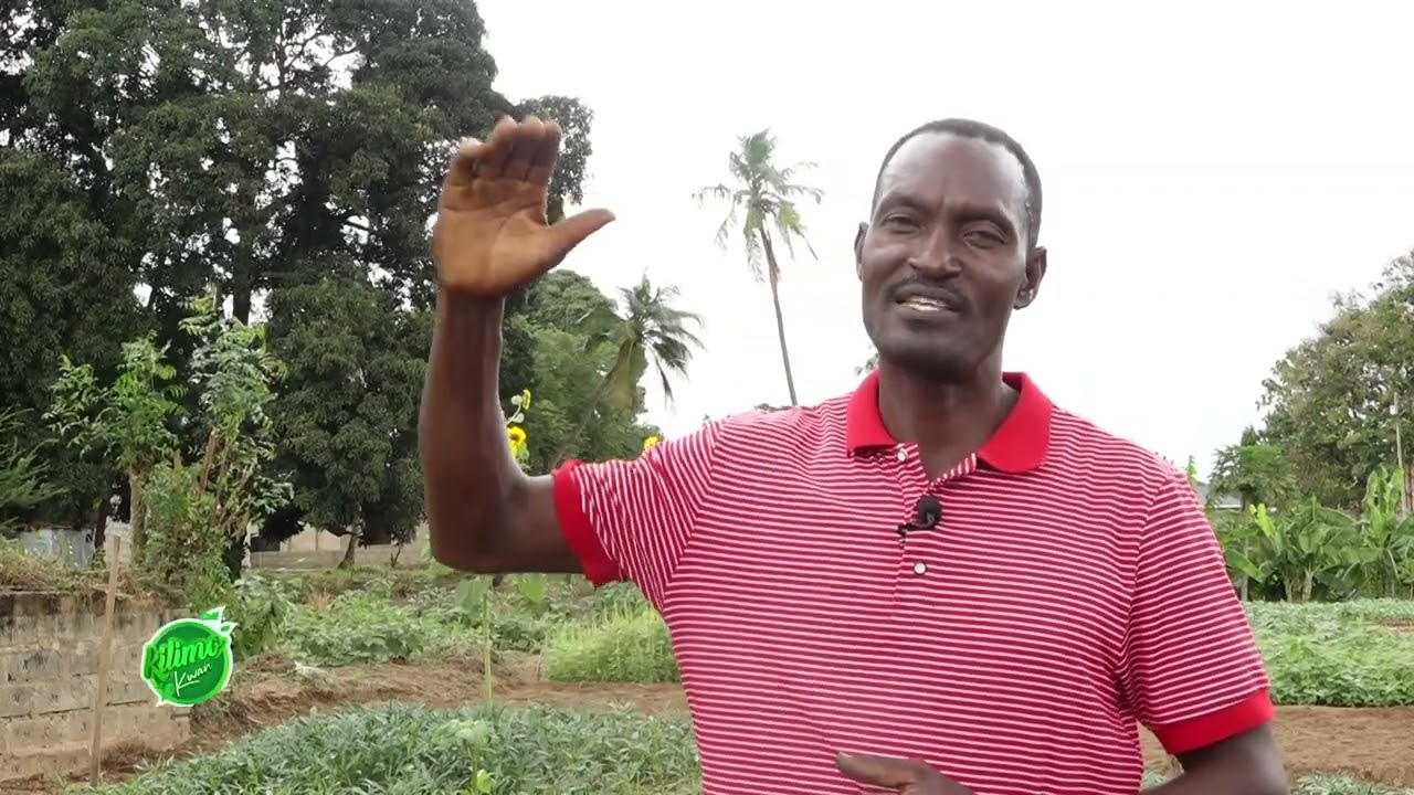 KILIMO CHA MBOGA MBOGA JIJINI Dar es Salaam