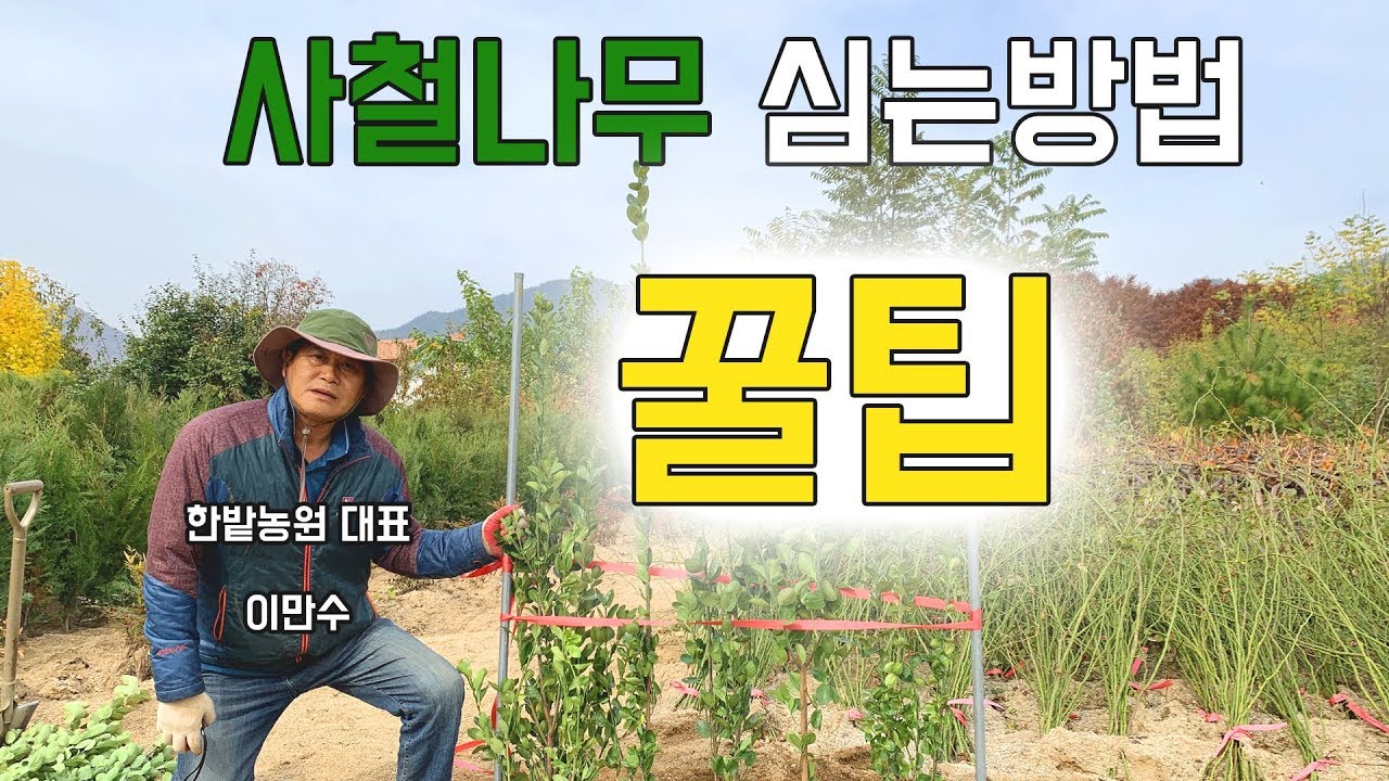 사철나무 심는방법 꿀팁! 사철나무는 이렇게 심으세요(한밭농원)