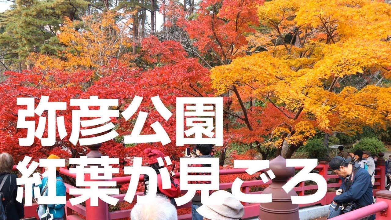 【弥彦公園の紅葉が見ごろ】新潟県を代表する紅葉の名所、弥彦公園の紅葉が見ごろを迎えた。2025年11月12日の紅葉のようす。もみじ谷の観月橋を中心に。