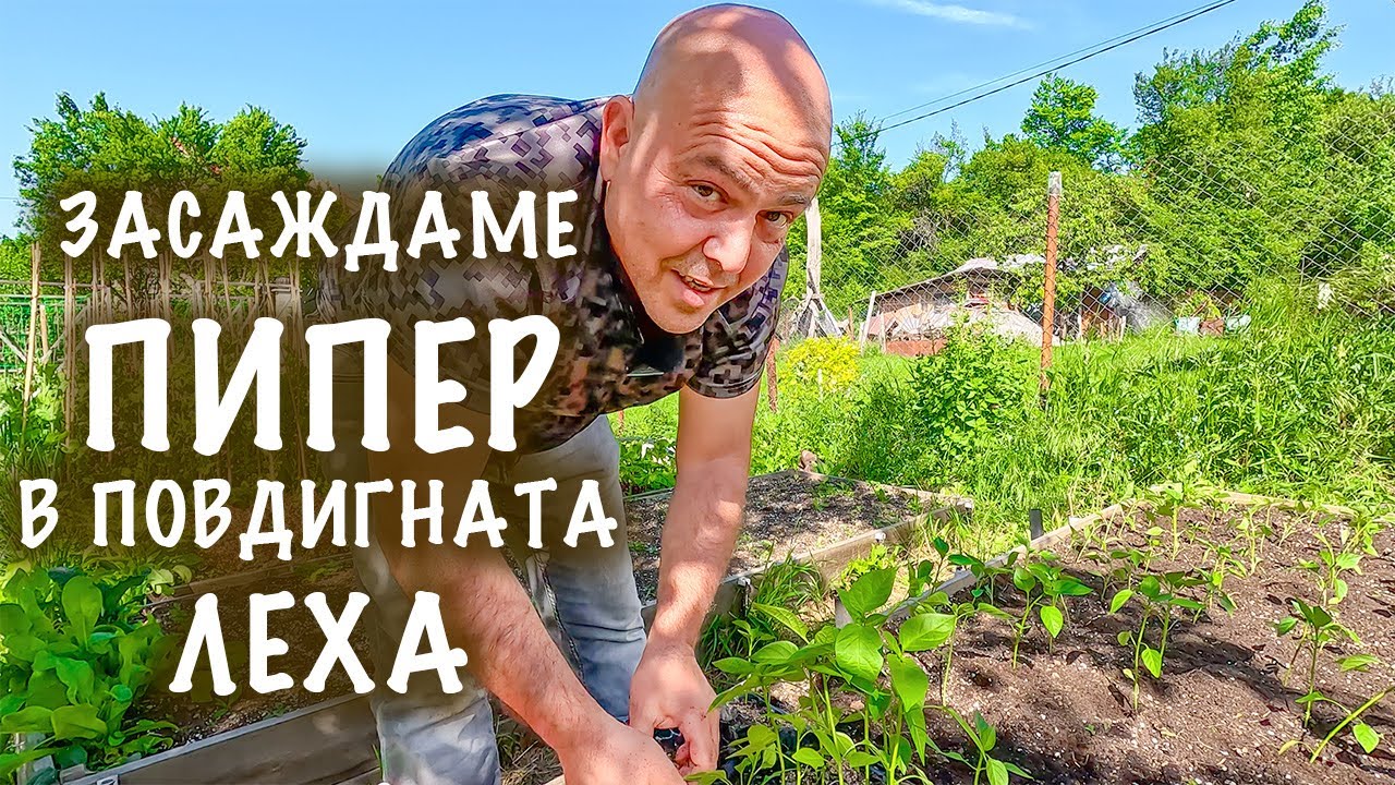 Особености при засаждането на пипера в повдигната леха. Какво е различното?