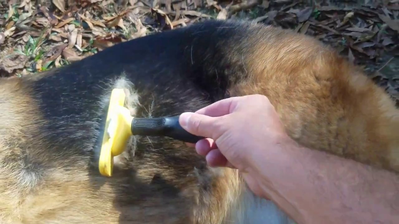 Does the Furminator Work on German Shepherd Dogs?