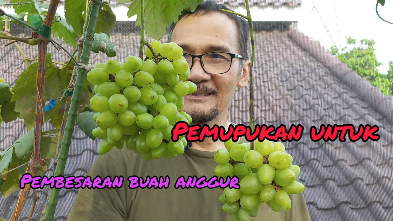 pemupukan untuk pembesaran buah anggur.