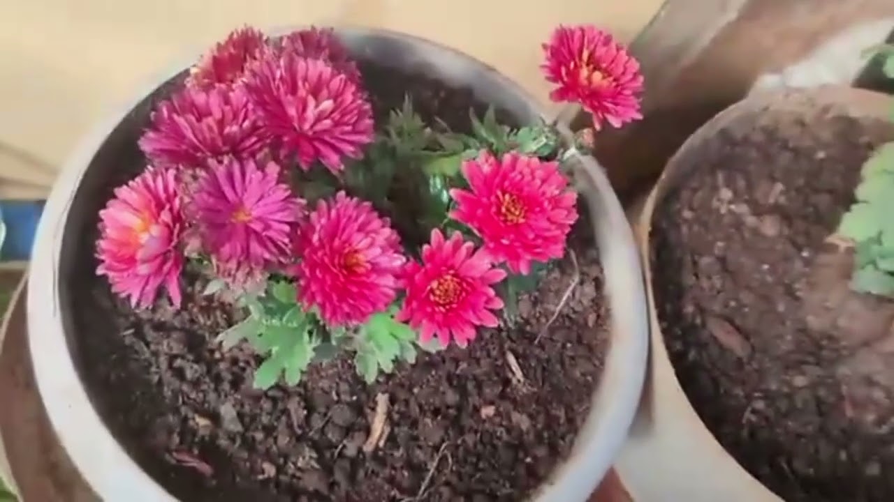 धन 💰 की वर्षा करने वाले 14 पौधे ll वास्तु के अनुसार ये पौधे लगा लिजिए घर में ll money blomming plant