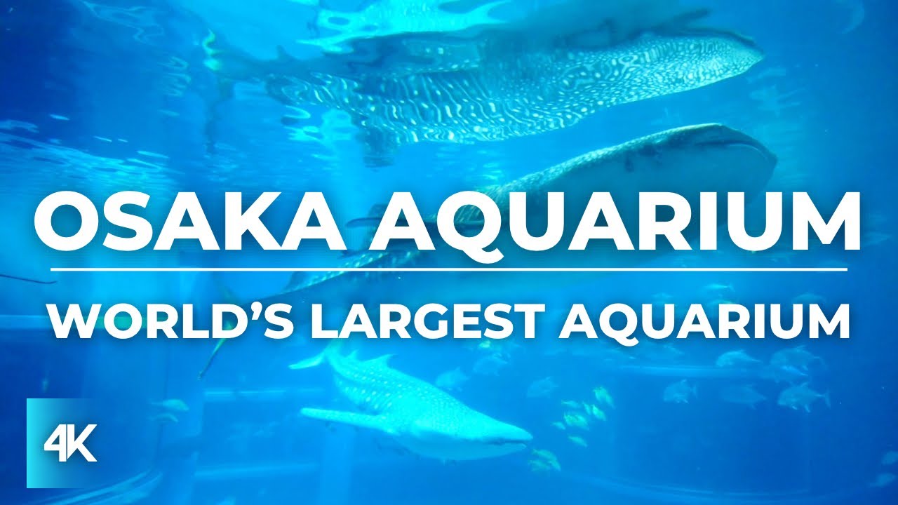 Osaka Aquarium Kaiyukan Full Walking Tour | Japan 2024 | 4K | World’s Largest Aquarium