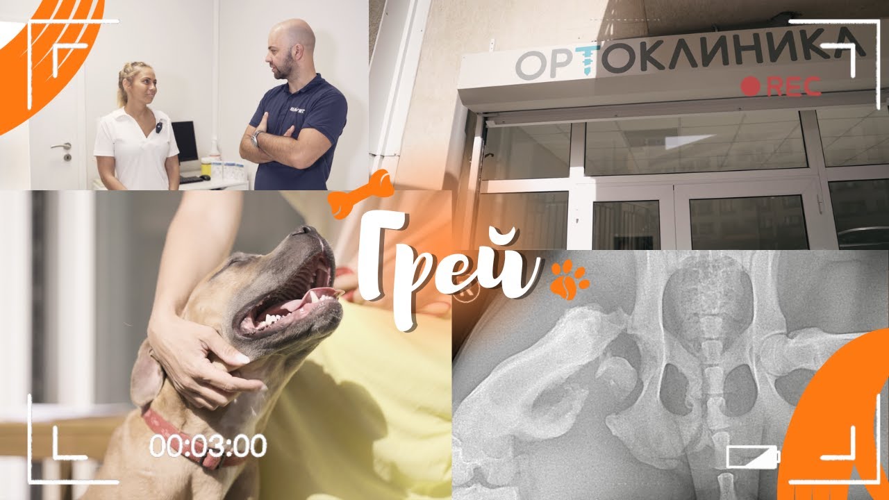 ГРЕЙ | Спешно отделение #dogrescue