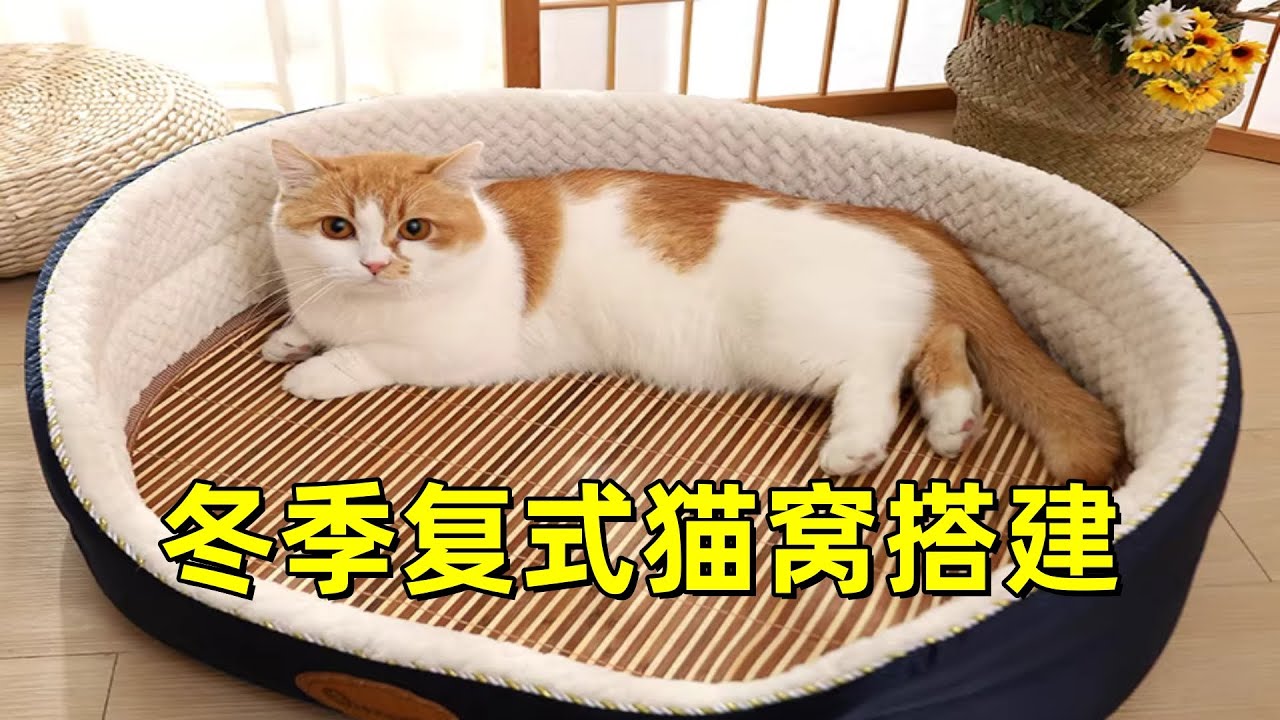 冬天是流浪猫做难熬的季节，寒流来袭我们做了哪些准备？