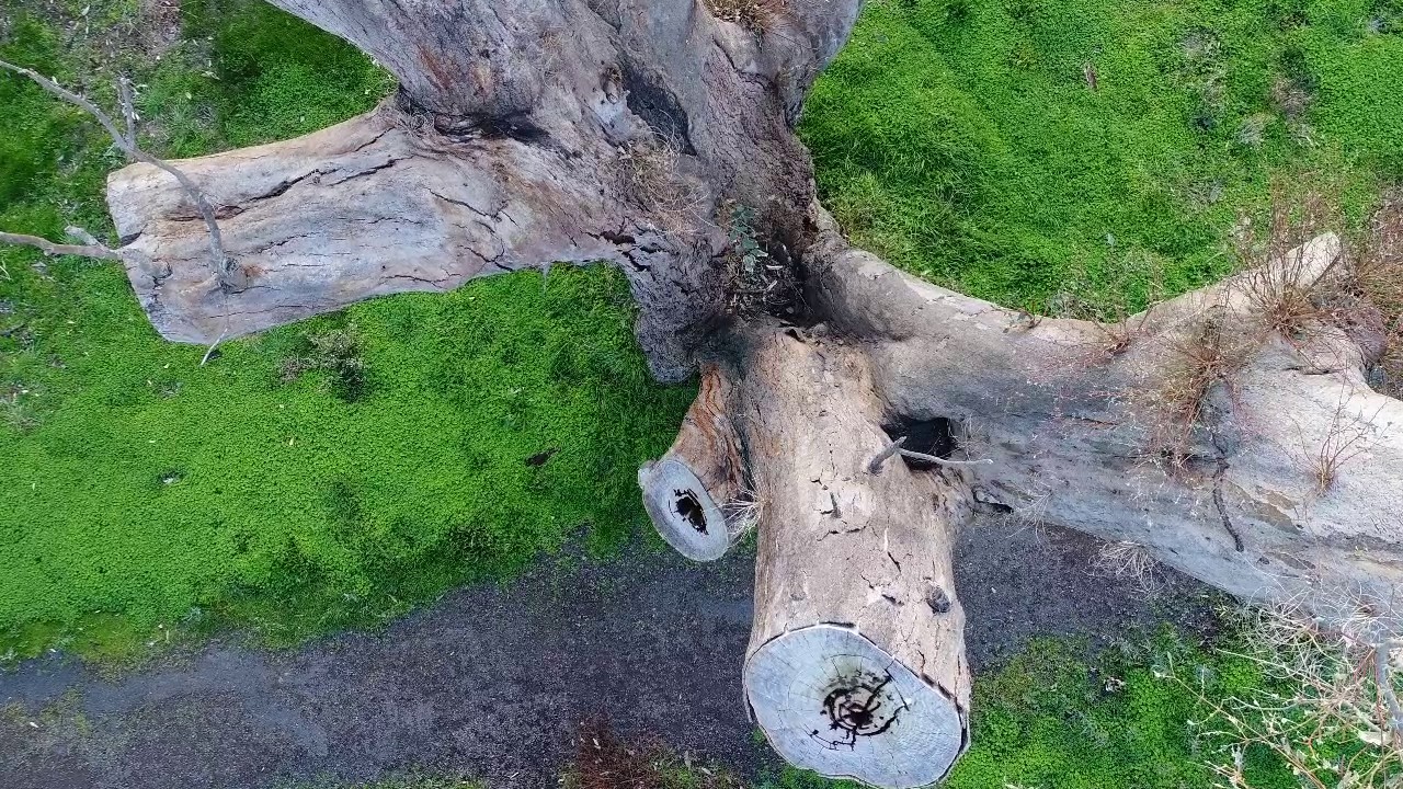 Using Drones for Tree Inspections