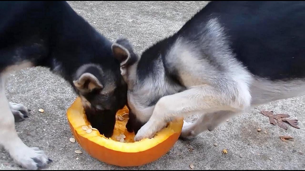 Pumpkin Party with 2 German Shepherds: Exhibition Jump practice