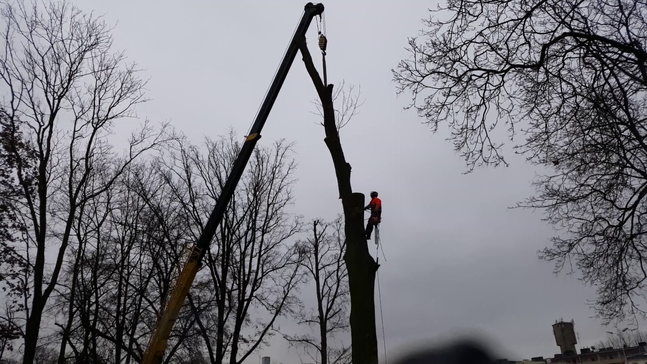Wycinka drzew z użyciem dźwigu. Cutting tree with crane