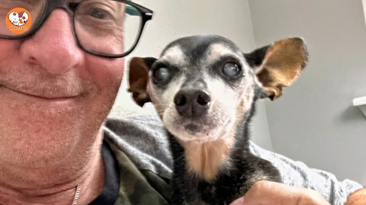 Dumped in a Box...Now 17 and Fighting Doggy Dementia With His Best Friend