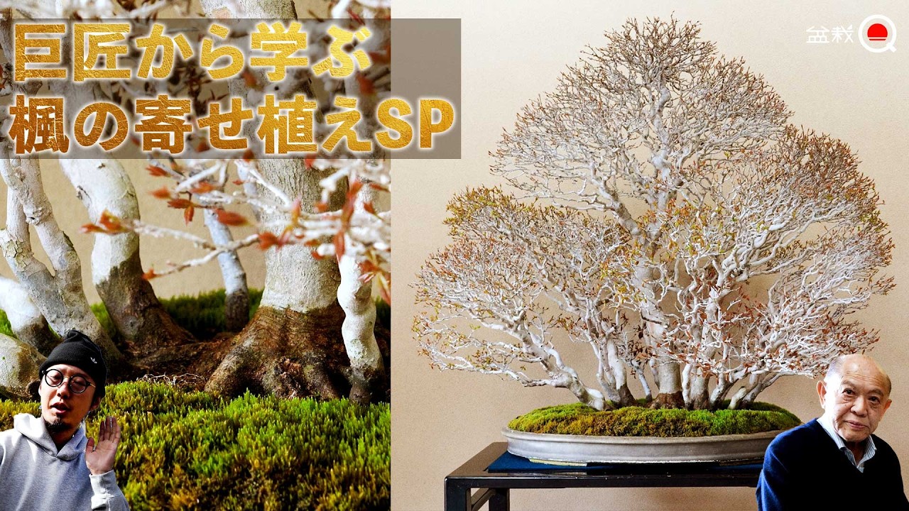 Узнайте секреты составления композиций из кленовых деревьев от мастера [Bonsai Q]