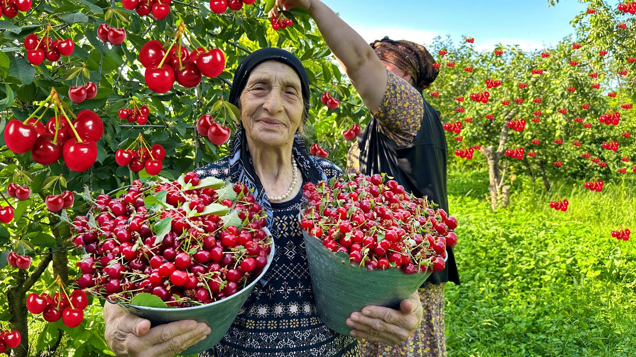 СБОР 10000 ВИШНИ - ПРИГОТОВЛЕНИЕ НАТУРАЛЬНОГО ВИШНЕВОГО СОКА И ПИРОГА