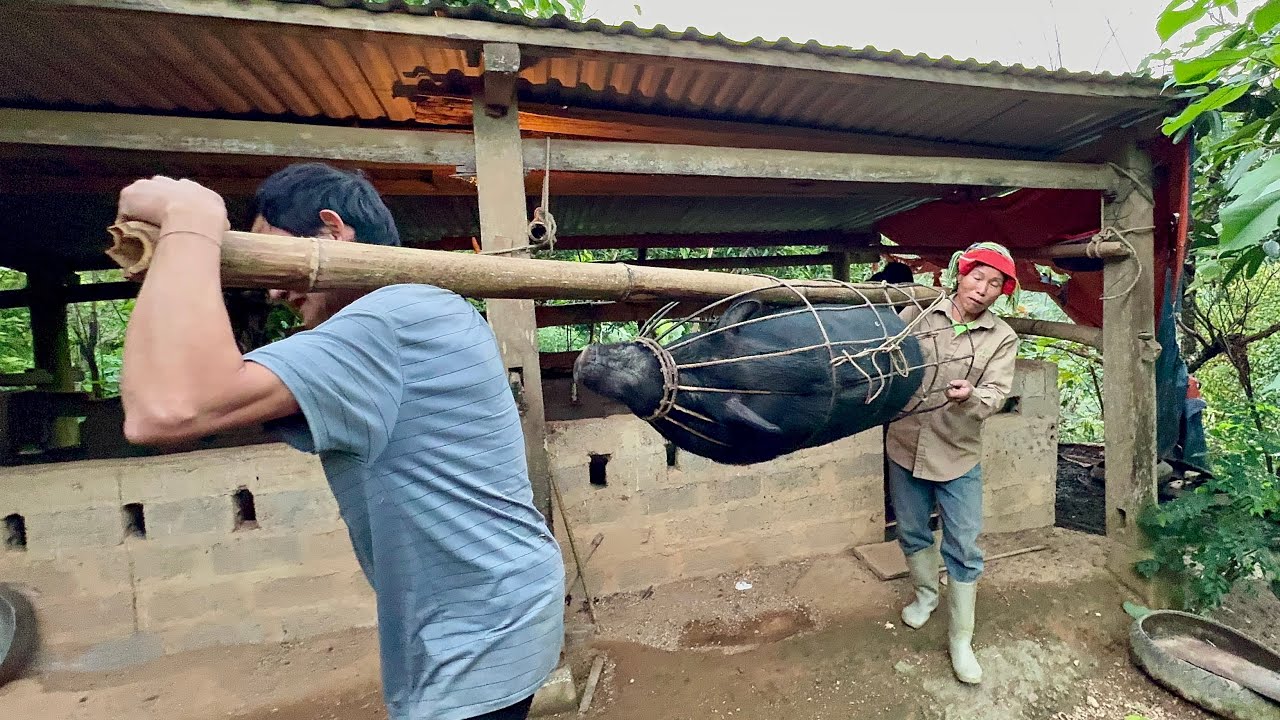 L&ecirc;n Bản B.ắt Lợn Đen Khủng 120Kg Nu&ocirc;i 6 Năm Nanh D&agrave;i Ngoằng | T&Agrave;Y TV