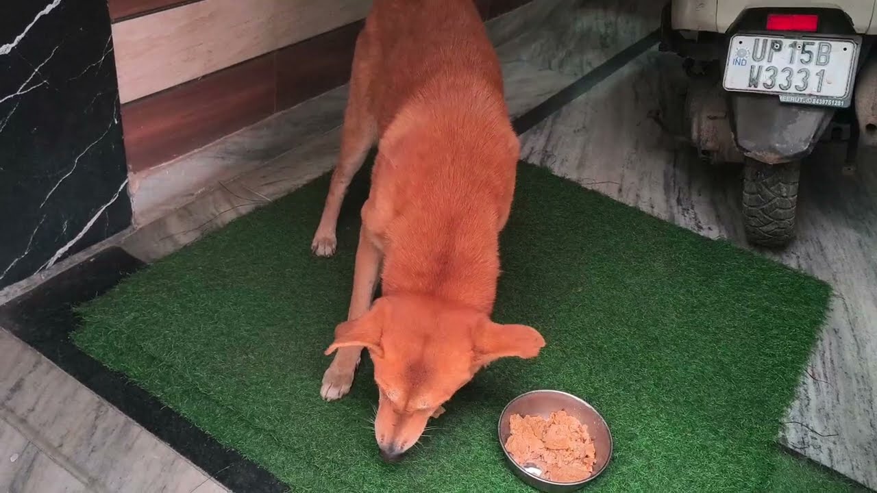 #doglover#ghar h enka #jb chahe aa sakte h🤗🥰#mini vlog