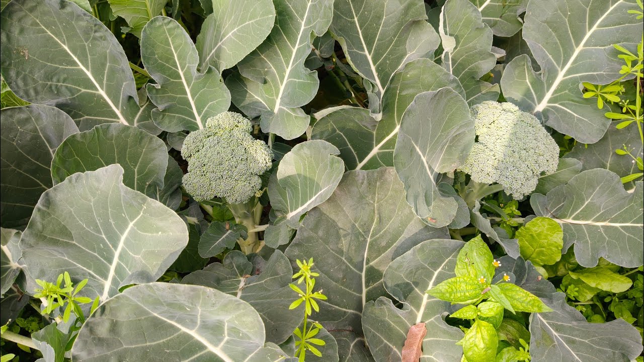 Vegitable 🫛🥦🍆 apne khet ke