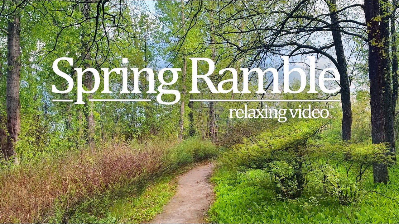 12 Minute Forest Ramble | Relax & Clear Your Mind🌿
