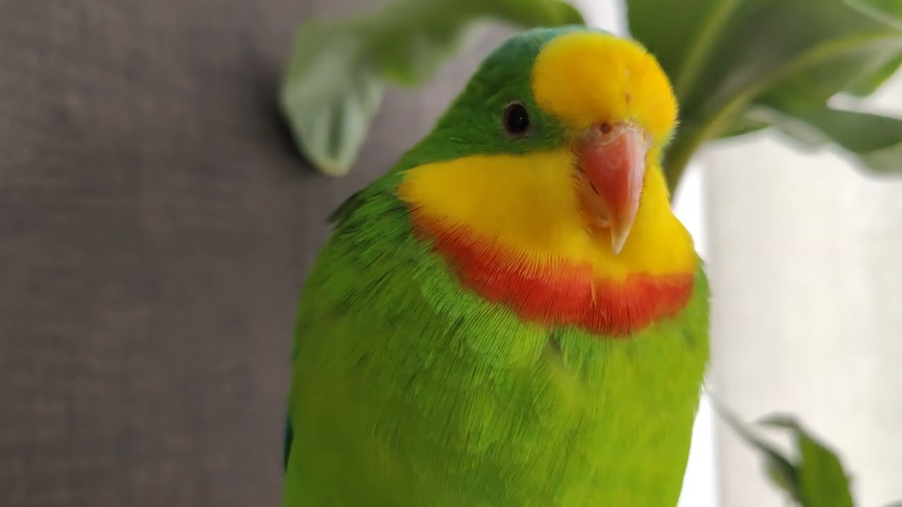 Barraband and Senegal snooze time 4k