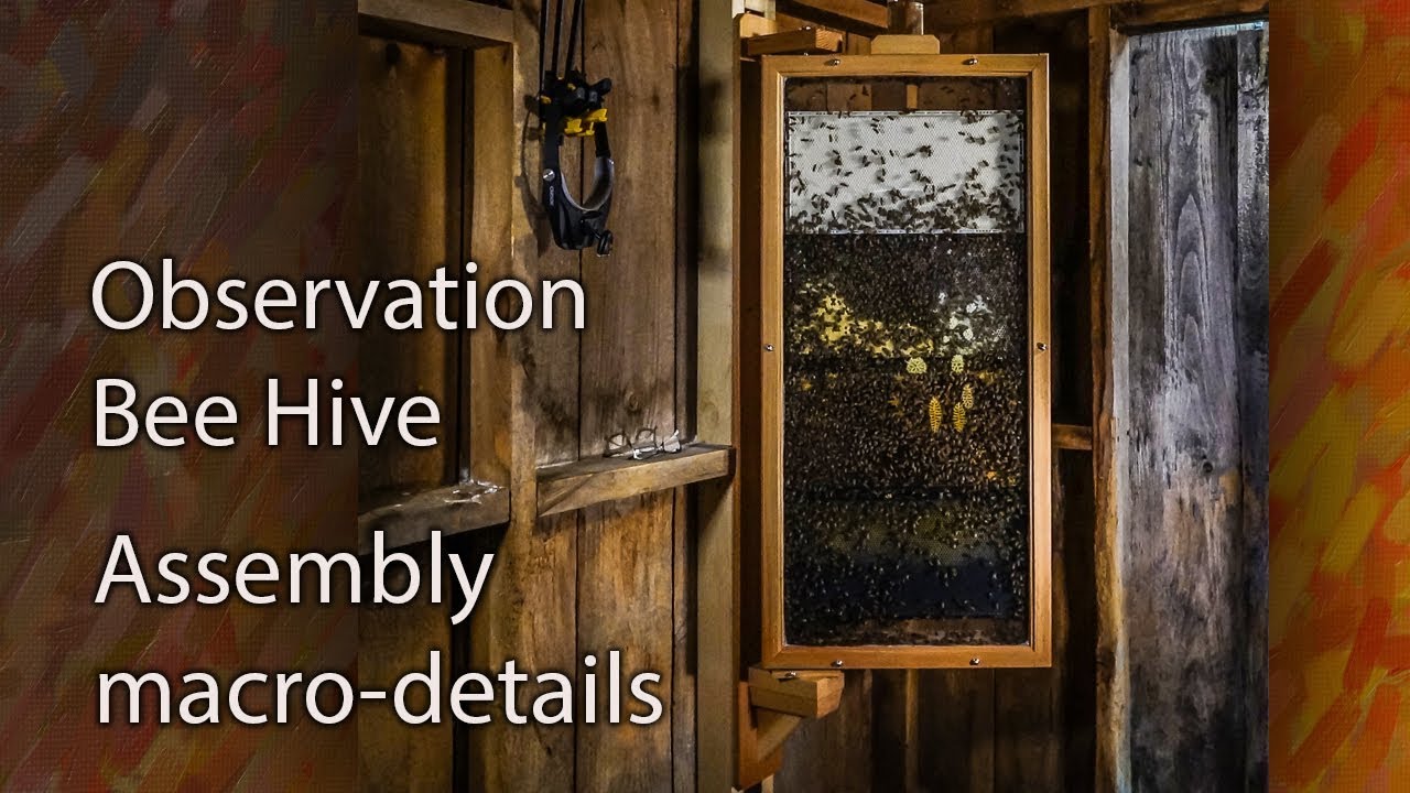 Observation Hive, Honey Bees, Step by Step Set-Up and honey bee installation, New Queen Rejected!