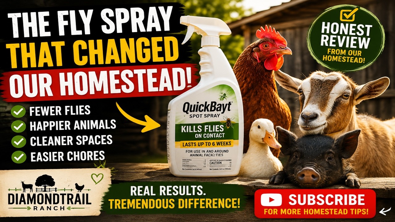 Środek na muchy, kt&oacute;ry odmienił nasze gospodarstwo | QuickBayt Spot Spray &ndash; szczera recenzja