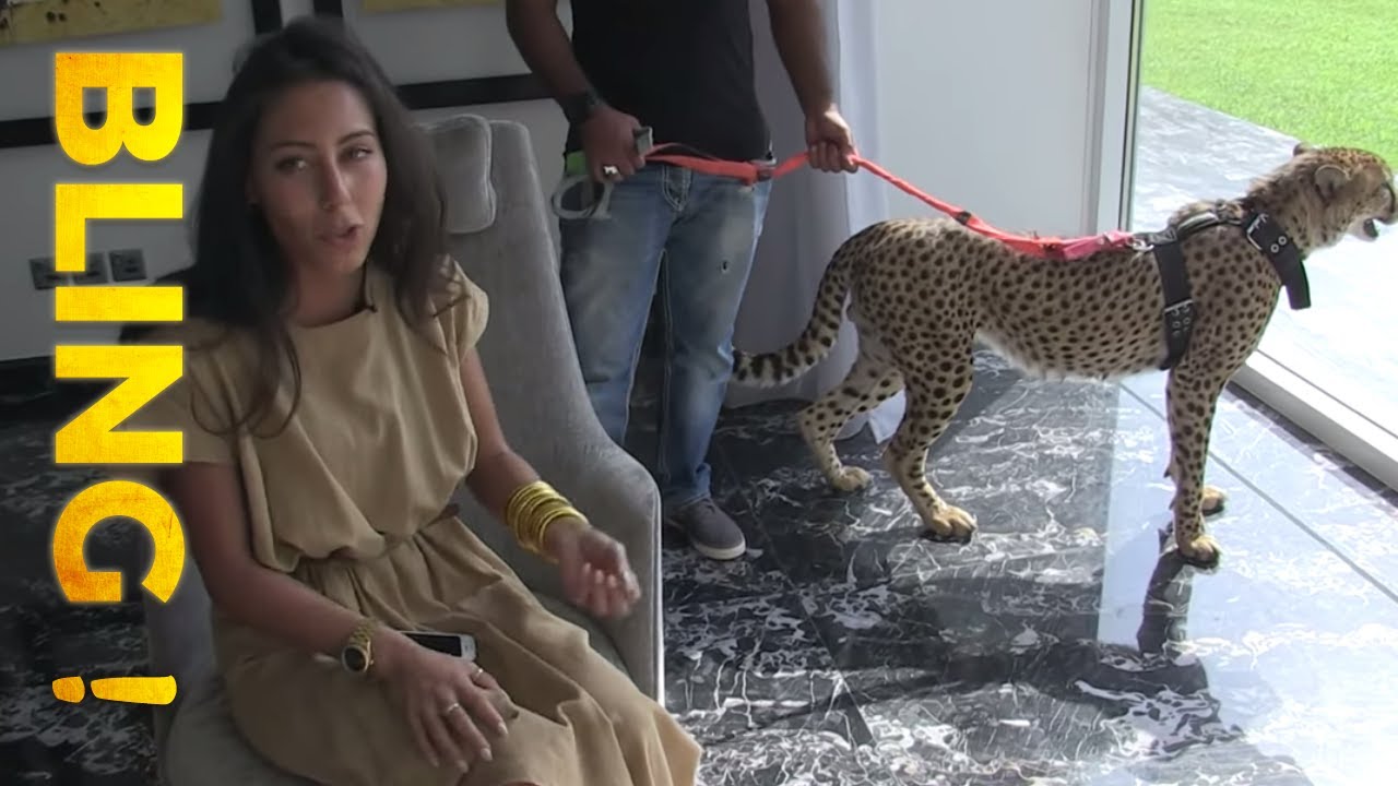 Koweït, des fauves comme animaux de compagnie