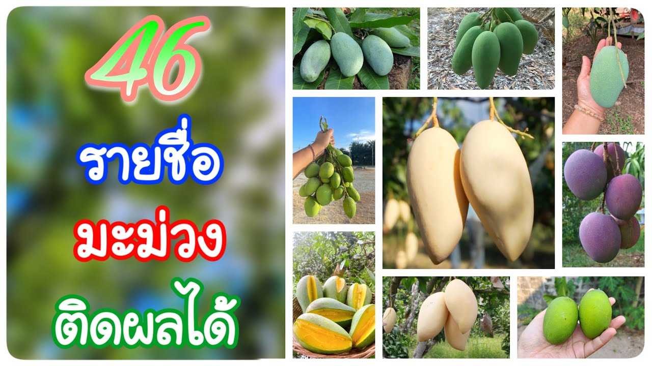 รวม 46 พันธุ์มะม่วงที่สามารถติดผลได้ในจังหวัดฉะเชิงเทรา