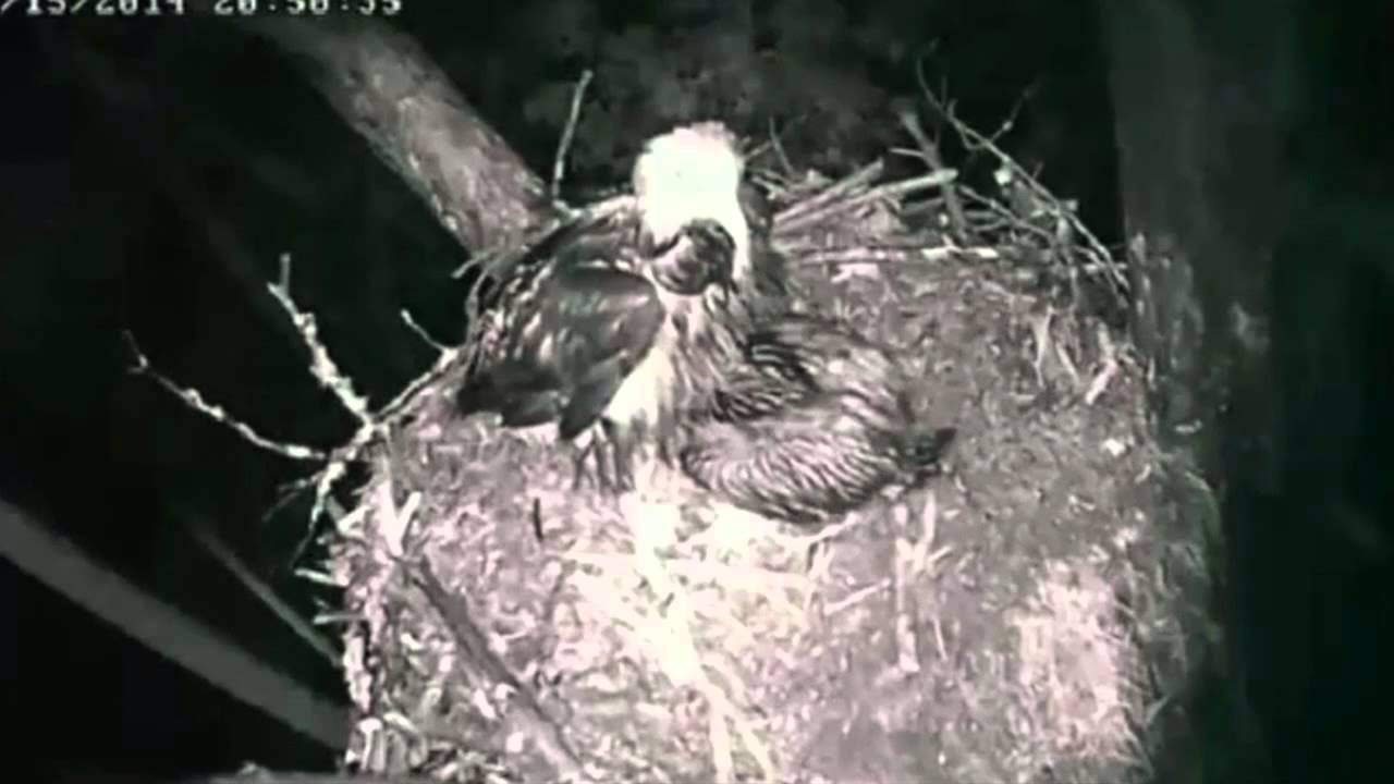 Jordan Lake Baby Eagle - Exotic Pet Vet