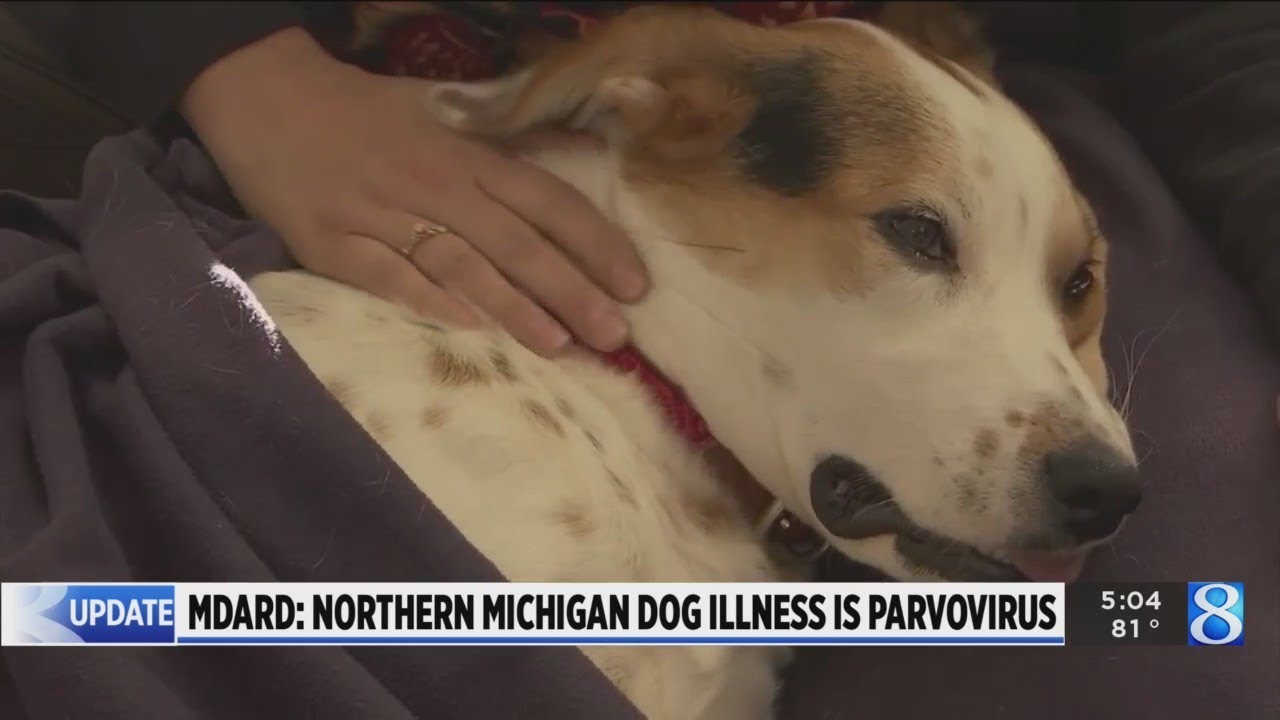 State: Illness killing dogs is canine parvovirus